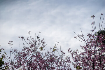 grass and sky
