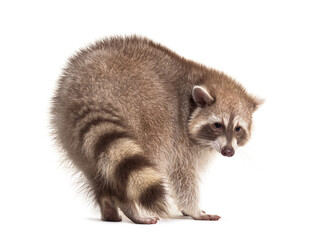Back view on a red raccoon turning on its self and looking away