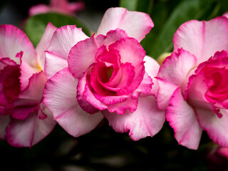 White-Pink Adenium Double Flowers Blooming