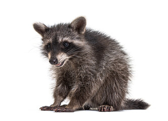 raccoon standing in front, isolated on white