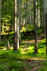 Summer Forest Background. Single tree. Beautiful sunlight in the summer Forest. Copyspace, Vertical Resolution