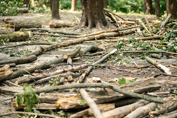Fototapeta premium Sawed branches in a forest in a clearing. Cutting down trees concept.