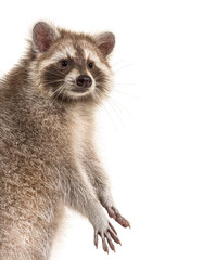 Red raccoon standing up, isolated on white © Eric Isselée