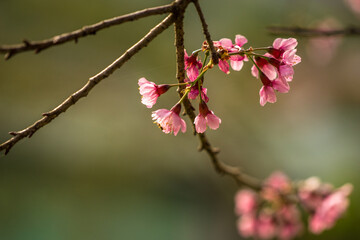 Macro Sakura flowers