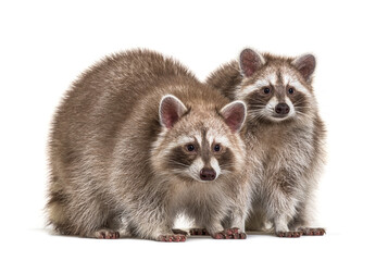 Fototapeta na wymiar Two red raccoons sitting together, isolated on white