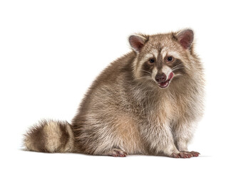 raccoon standing in front, isolated on white