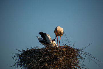 Mother stork feeds a small stork