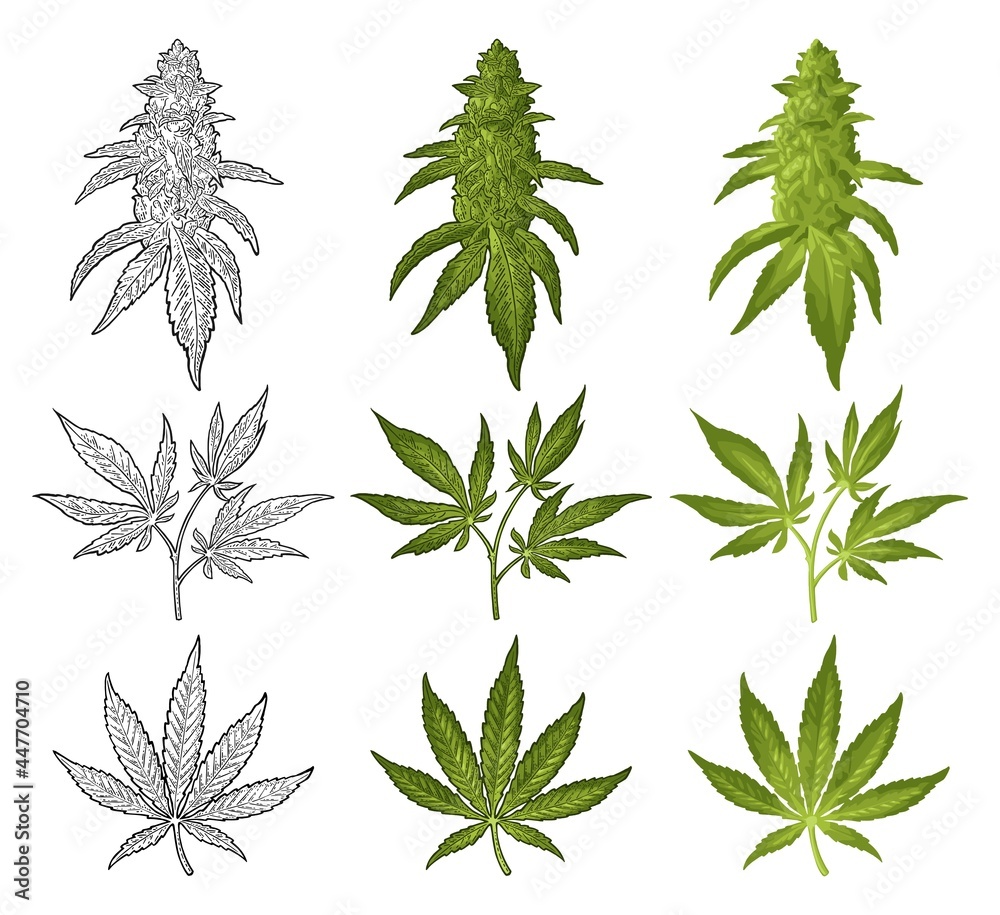 Wall mural marijuana mature plant with leaves and buds. vector engraving illustration