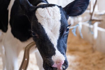portrait of cute little calf  making  inside cowshed. nursery on a farm. close up © anakondasp