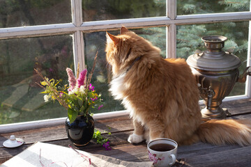 Red fluffy cat sitting on the terrace table in the country house and looking into the window in summer day