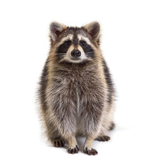 Young Raccoon standing in front and facing at the camera isolated on white