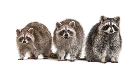 Three raccoons facing in a raw, isolated