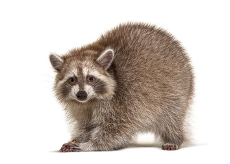 raccoon standing in front, isolated on white © Eric Isselée