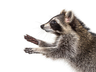 Young raccoon try to reaching something, raising paws