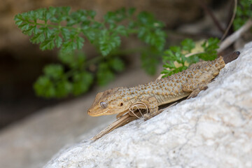 Italy. Scauri. A gecko basks on the rocks in the sun. Italy.