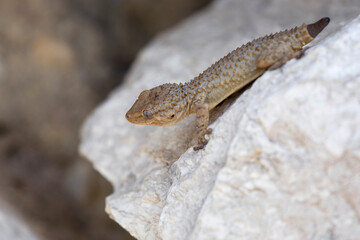 Italy. Scauri. A gecko basks on the rocks in the sun. Italy.