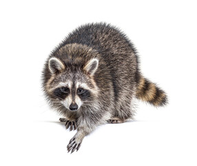 Young curious raccoon looking and leaning down on a white space, isolated - obrazy, fototapety, plakaty