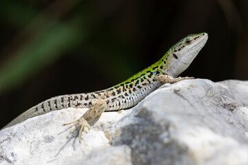 Italy. Scauri. A lizard basks on the rocks in the sun.