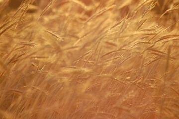 Close-up of wheat field, earth-colored background
