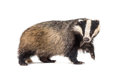 European badger, six months old, Walking side view and looking at camera - obrazy, fototapety, plakaty