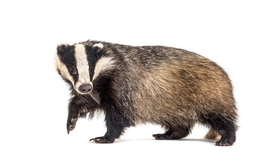 European badger, six months old, Walking side view and looking at camera