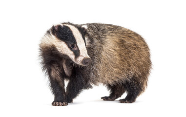European badger, six months old, Walking side view and looking at camera