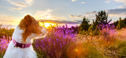 Banner of a healthy happy pet dog puppy as looking in the purple lavender flower herb field in...