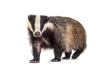 European badger, six months old, Walking side view and looking at camera