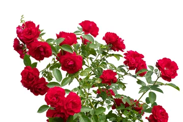 Foto op Aluminium Blooming red rose bushes isolated on white © grape_vein