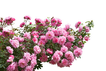 Blooming pink rose bushes isolated on white - Powered by Adobe