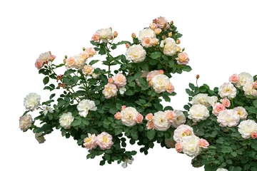 Fototapeten Blooming rose bushes isolated on white background © grape_vein