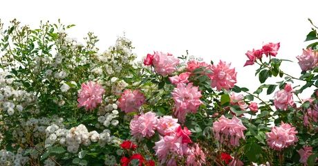 Fototapeten Blooming pink rose bushes isolated on white © grape_vein