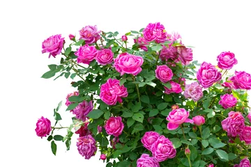Foto auf Glas Blooming pink rose bushes isolated on white © grape_vein