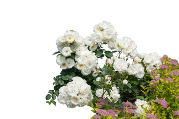 Blooming rose bushes isolated on white background