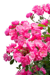 Blooming pink rose bushes isolated on white