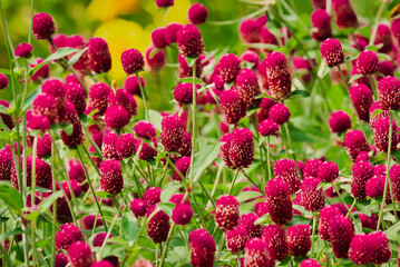 A close up of crimson clover in a garden.