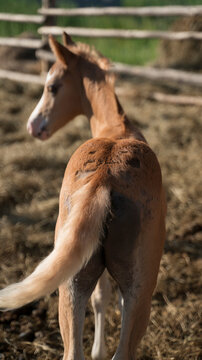 ass, croup, tail of a red foal