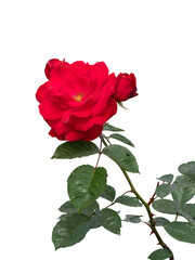 Blooming red rose bushes isolated on white