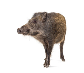 Wild boar, isolated on white