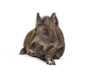 Wild boar lying down, isolated on white