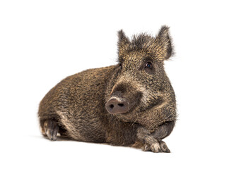 Lying down Wild boar, isolated on white