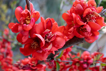 Japanische Zierquitte (Chaenomeles japonica) mit roten Blüten