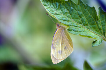 Schmetterling