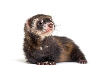 European polecat looking away, isolated, Wild ferret.