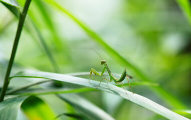 夏の昼に太陽に雲がかかって明るい日陰になった笹の葉の上で待ち伏せ場所を変えるハラビロカマキリの幼虫1