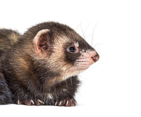 European polecat looking away, isolated, Wild ferret.