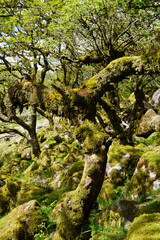 Twisted ancient oaks in Wistmans wood. The West Dart Valley. Dartmoor national park, Devon, England, UK