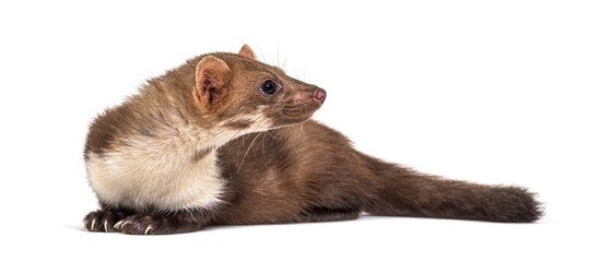Naklejka premium Beech marten looking away, isolated on white