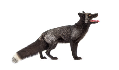 Side view, Silvers Fox, looking up, isolated on white