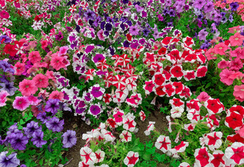 Beautiful and colorful field of petunias - obrazy, fototapety, plakaty